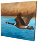 Flying Bustard, Fine Art Gallery Wrapped Canvas, 24"x24"x1.5''