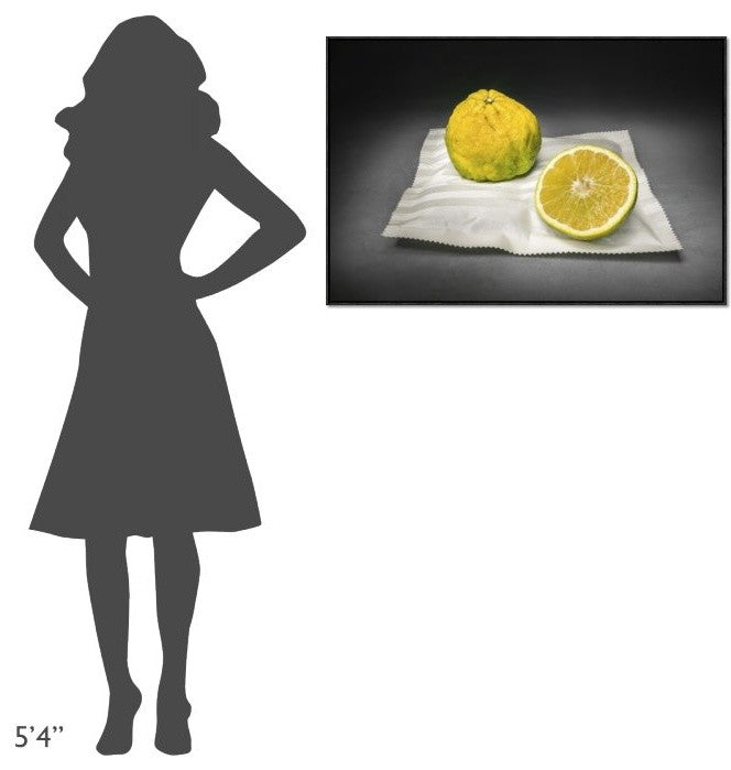 Citrus, 36"x24"