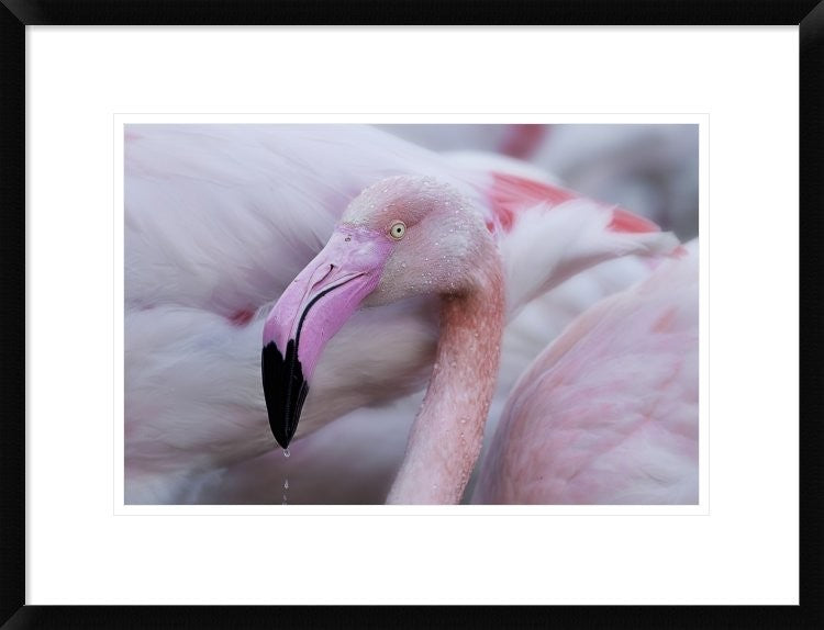 "Unique Mildness" Framed Digital Print by Martine Benezech, 26"x20"