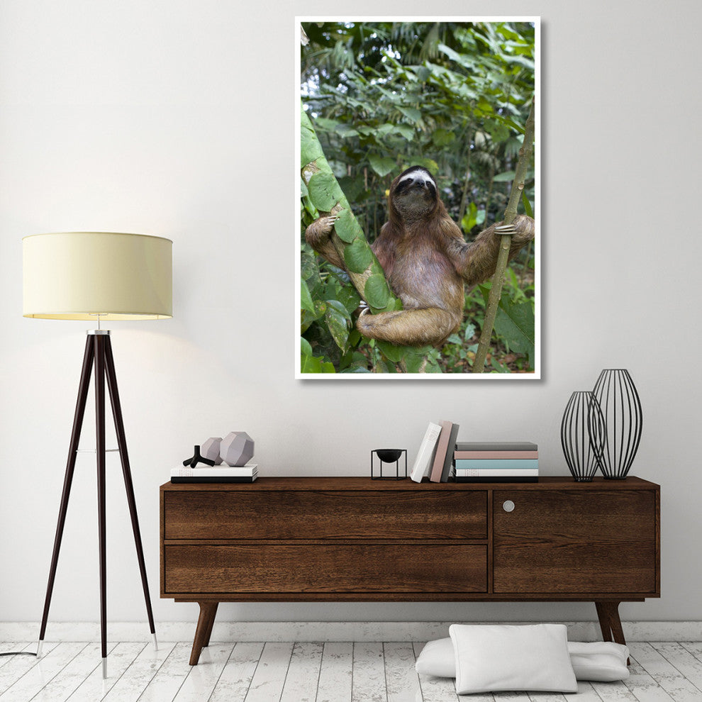 "Brown-throated 3-toed Sloth male, Aviarios Sloth Sanctuary" Paper Art, 42"x62"
