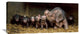 "The Wrinkled Ones" Stretched Canvas Giclee by Gert Van Den, 36x16"