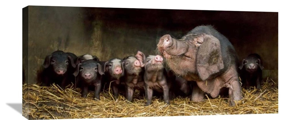"The Wrinkled Ones" Stretched Canvas Giclee by Gert Van Den, 36x16"