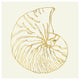 "Coastal Breeze Shell Sketches VII" Paper Print by Anne Tavoletti, 20"x20"