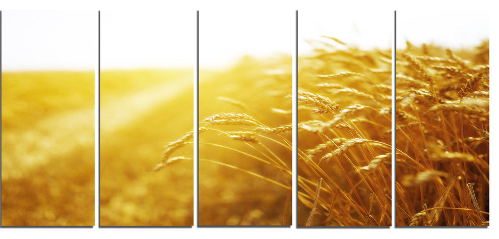 Bright Sunset over Wheat Field, Landscape Canvas Art Print, 60"x28", 5 Panels