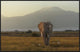 Under The Roof Of Africa, 36"x24"
