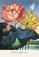 The Sacred Egyptian Bean - Gallery Wrapped Canvas Art 28" x 42"
