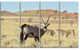 Wildlife in Namibia Grassland, African Canvas Art Print, 48"x28", 4 Panels