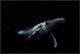 "Black and Whale" Framed Canvas Giclee by Barathieu Gabriel, 31x21"