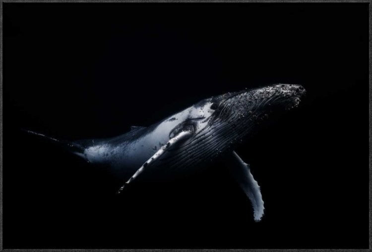 "Black and Whale" Framed Canvas Giclee by Barathieu Gabriel, 31x21"