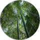 Bamboo Forest Seen From Ground, Forest Round Wall Art, 38"
