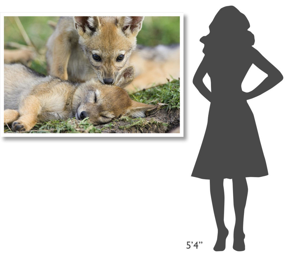 "Black-backed Jackal pups, 6 weeks old, playing, Masai Mara" Paper Art, 50"x34"