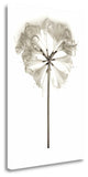 "Garden Bloom - 11" By Alan Blaustein, Giclee Print on Gallery Wrap Canvas