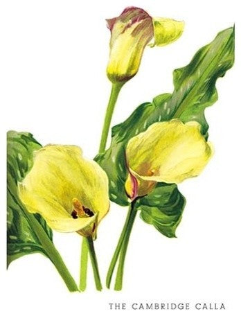 The Cambridge Calla- Canvas Poster 20" x 30"