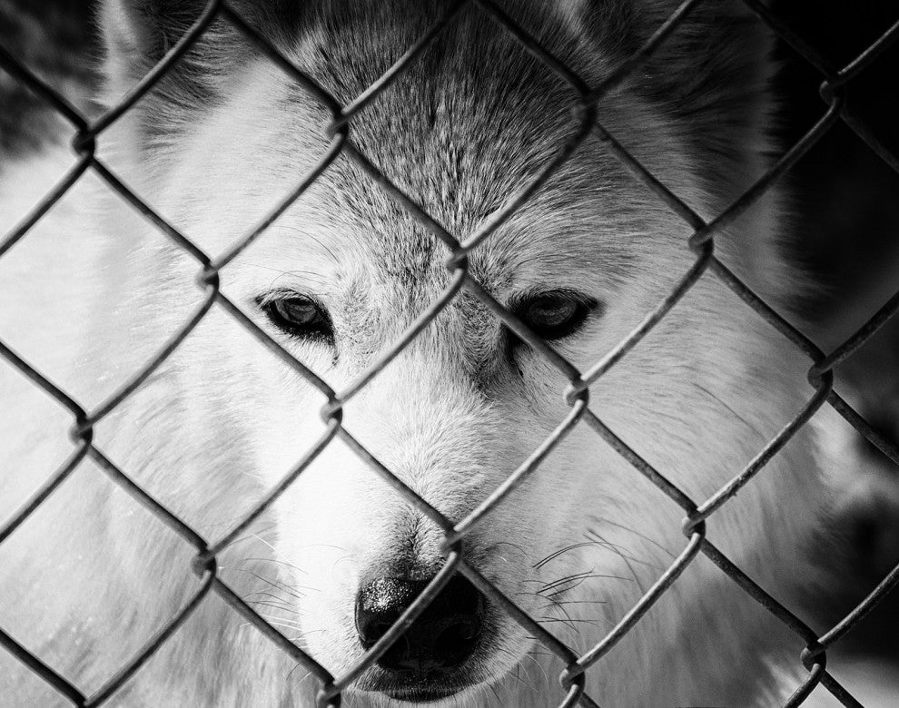 Dreams of Freedom Black & White Wildlife Photo (Wolf) Unframed Wall Art Print, 8" X 10"