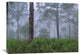 "Saw Palmetto And Pine Trees In Fog, Near Estero River, Florida" Artwork