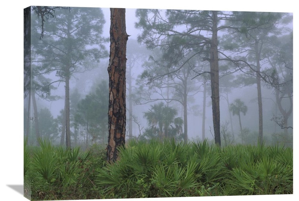 "Saw Palmetto And Pine Trees In Fog, Near Estero River, Florida" Artwork