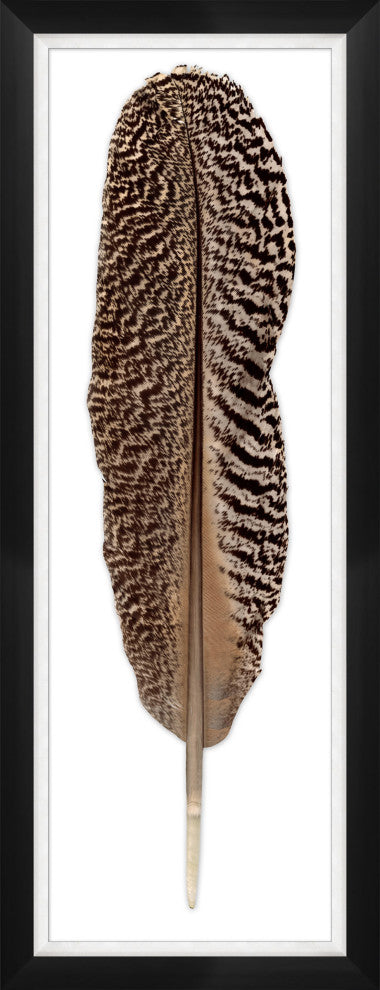 Mottled Peacock Feather 2, Giclee Reproduction Artwork