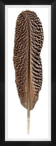 Mottled Peacock Feather 2, Giclee Reproduction Artwork