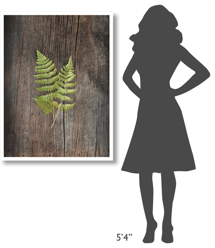 "Woodland Fern II" Digital Paper Print by Sue Schlabach, 32"x42"