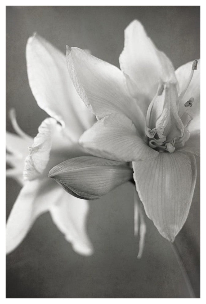"White Amaryllis II" Digital Paper Print by Laura Marshall, 26"x38"