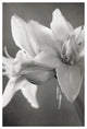 "White Amaryllis II" Digital Paper Print by Laura Marshall, 26"x38"
