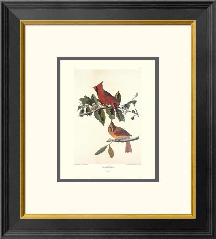 "Cardinal Grosbeak (decorative border)"  by John James Audubon, 18x20"