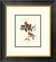 "Cardinal Grosbeak (decorative border)"  by John James Audubon, 18x20"