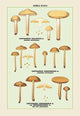 Edible Fungi: Half Red Cortinarius- Gallery Wrapped Canvas Art 28" x 42"