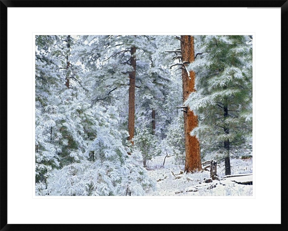 Ponderosa Pine Forest In Snow, Grand Canyon National Park, Arizona, 30"x24"