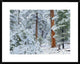 Ponderosa Pine Forest In Snow, Grand Canyon National Park, Arizona, 30"x24"