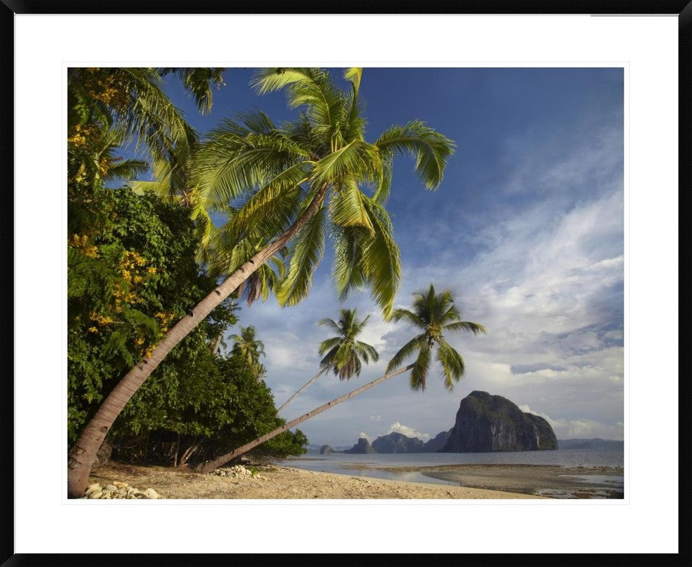 Palm Trees, Pinagbuyutan Island, Palawan, Philippines, 38"x30"