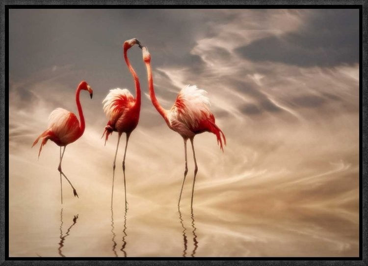 "Fighting" Framed Canvas Giclee by Anna Cseresnjes, 17x12"