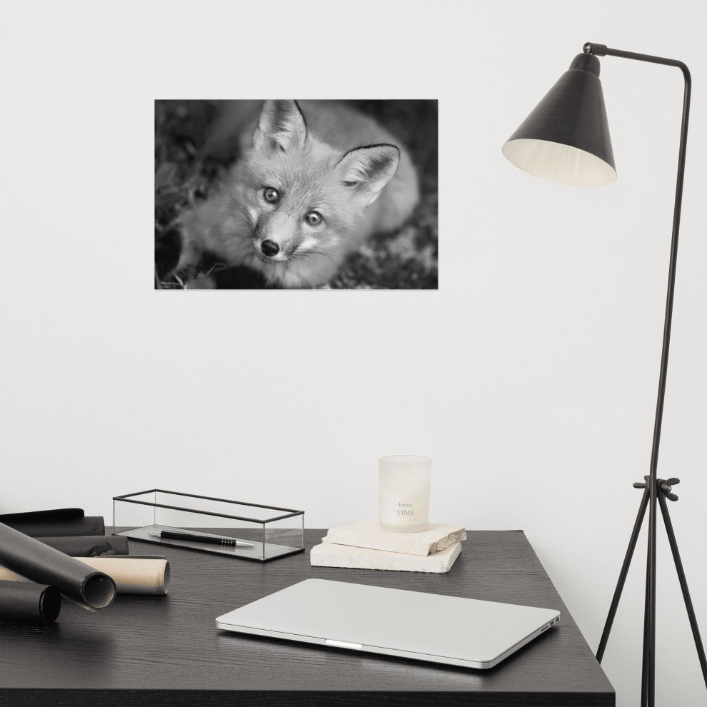 Young Red Fox Face Black & White Animal Wildlife Photograph Loose Wall Art Print, 12" X 18"
