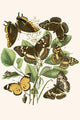 European Butterflies and Moths - Gallery Wrapped Canvas Art 28" x 42"