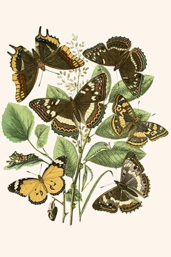 European Butterflies and Moths - Gallery Wrapped Canvas Art 28" x 42"