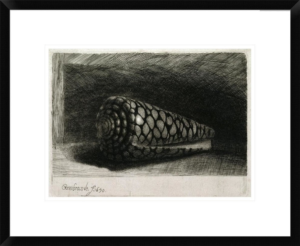 "The Shell (Conus Marmoreus)" Framed Print by Rembrandt Van Rijn, 24"x19"