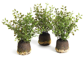 Maidenhair Drop-Ins, Set of 3