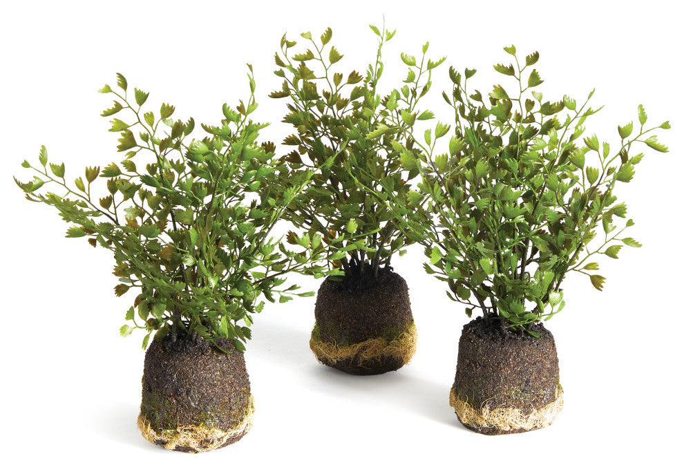 Maidenhair Drop-Ins, Set of 3