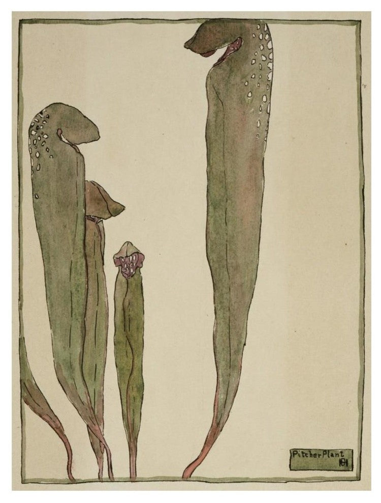 "Pitcher Plant" Digital Paper Print by Hannah Borger Overbeck, 14"x18"