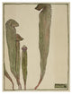 "Pitcher Plant" Digital Paper Print by Hannah Borger Overbeck, 14"x18"