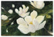 "Magnolia Blooms Crop No Petal" Digital Paper Print by Julia Purinton, 32"x22"