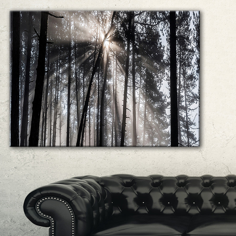 "Sunbeams through Black White Forest" Forest Wall Artwork Print