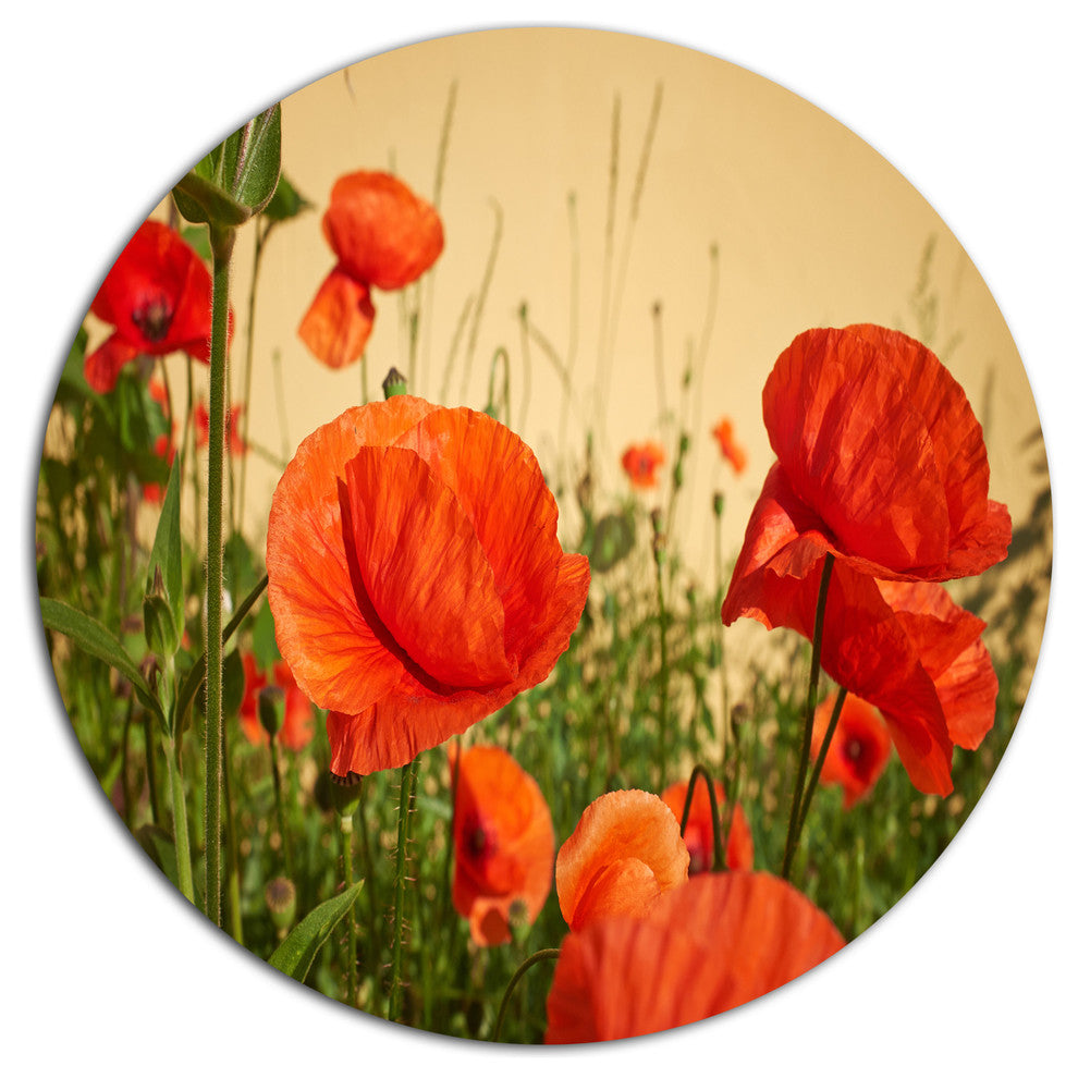 Colorful Red Poppy Flower Field, Flower Disc Metal Artwork, 23"