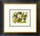"Black-Billed Cuckoo (decorative border)"  by John James Audubon, 20x18"