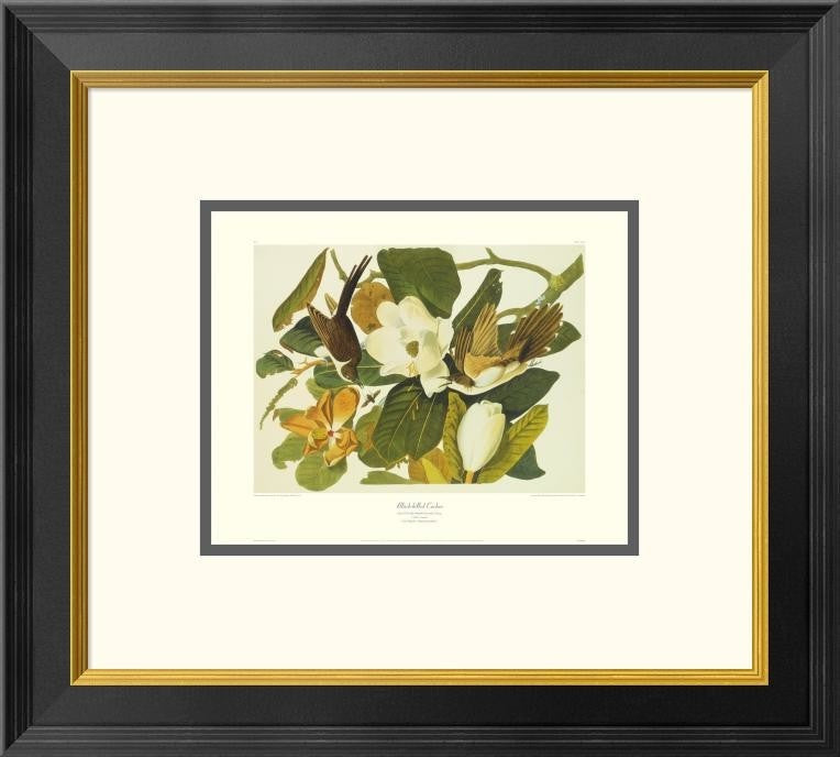 "Black-Billed Cuckoo (decorative border)"  by John James Audubon, 20x18"