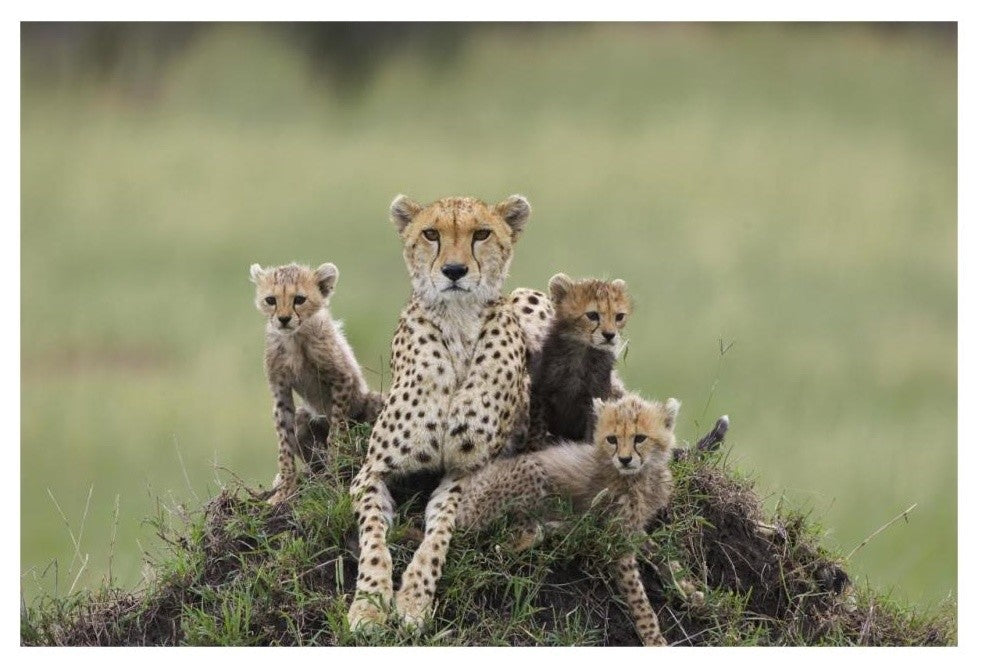 "Cheetah mother and 8-9 week old cubs, Maasai Mara Reserve" Paper Art, 32"x22"