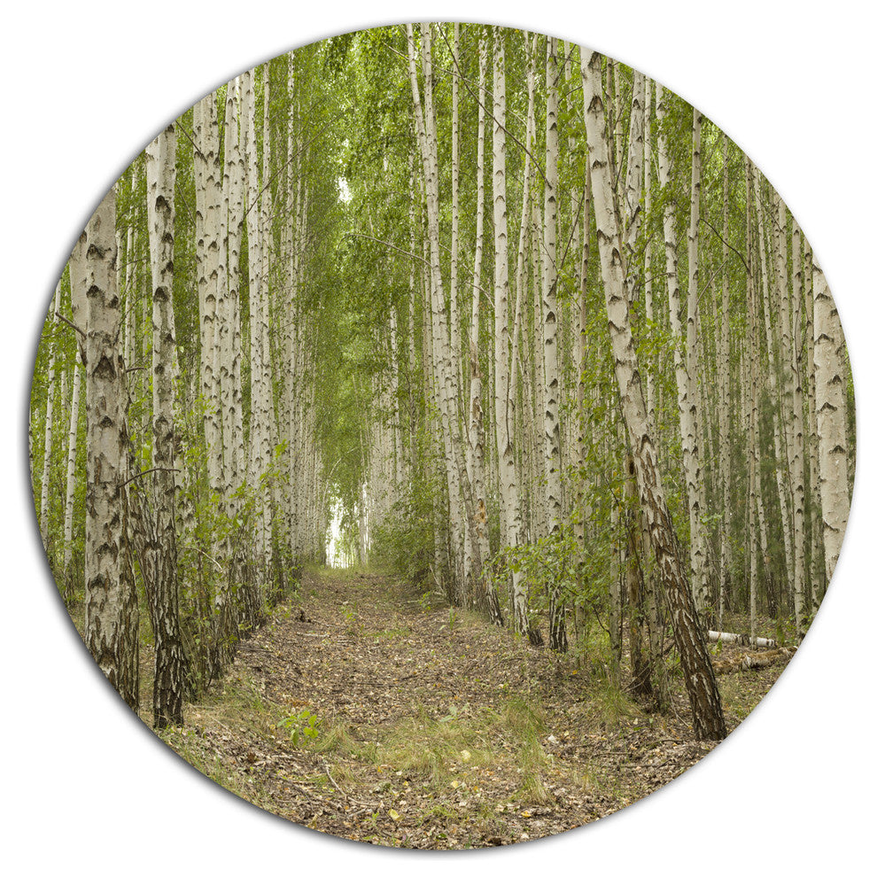Dense Birch Grove In Summer Day, Forest Disc Metal Wall Art, 36"