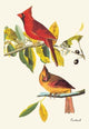 Cardinal - Fine Art Giclee Print 24" x 36"