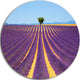 Lonely Uphill Tree In Lavender Field, Landscape Round Wall Art, 36"