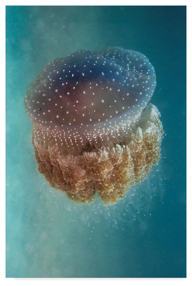 Yaron Halevy 'Jellyfish Phylorhiza' Canvas Art, 47"x30"